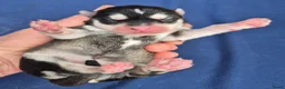Kruising honden te koop: Pomsky x shiba inu (1/4) pups - Advertentie 22