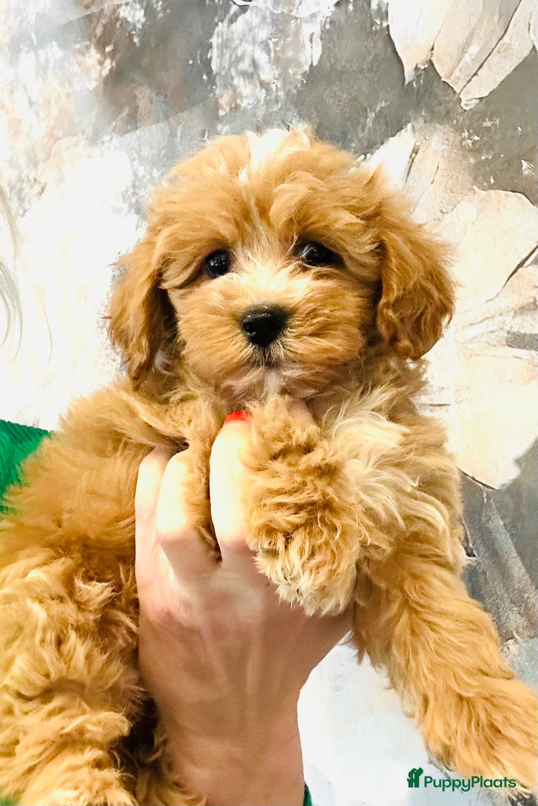 Maltipoo honden te koop: Bijzonder mooie maltipoo pups kunnen bijna weg - Advertentie 7