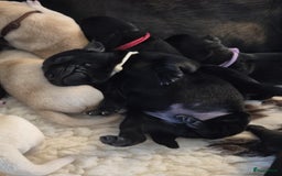 Labrador Retriever honden te koop: Zwarte en gele labrador pups met stamboom - Afbeelding 9