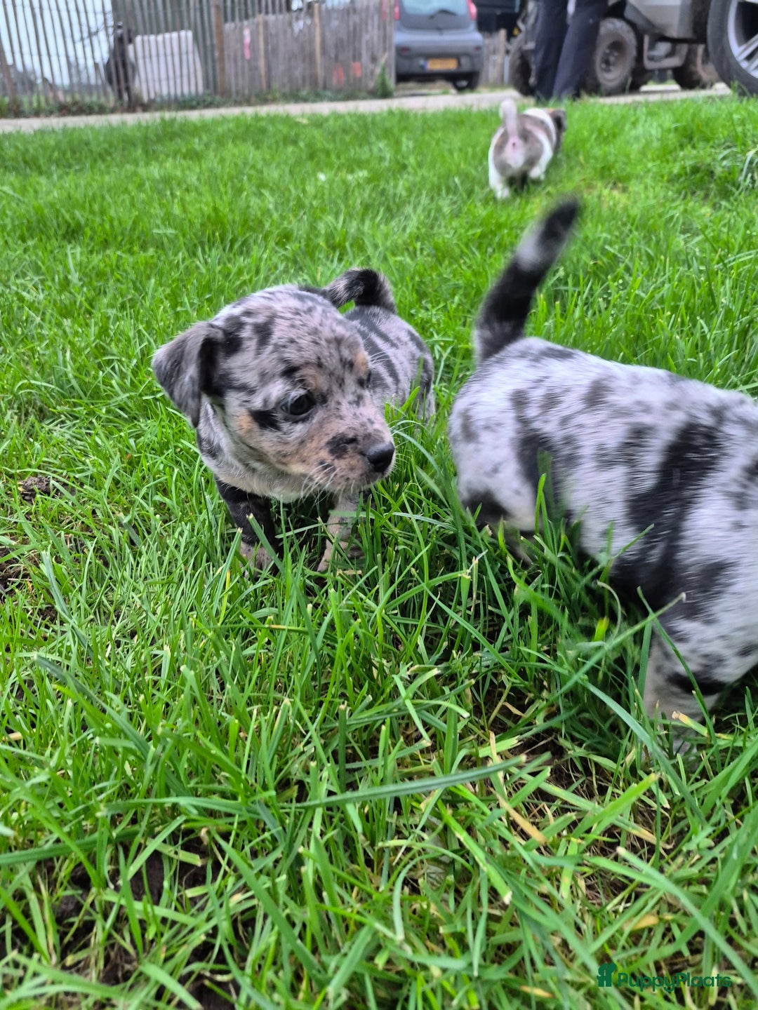 Jack Russel Terriër honden te koop: Merle Jackrussel te koop - Advertentie 19