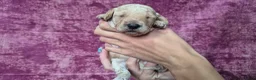 Cockapoo honden te koop: Cockapoo pupjes kleine maat - Advertentie 10
