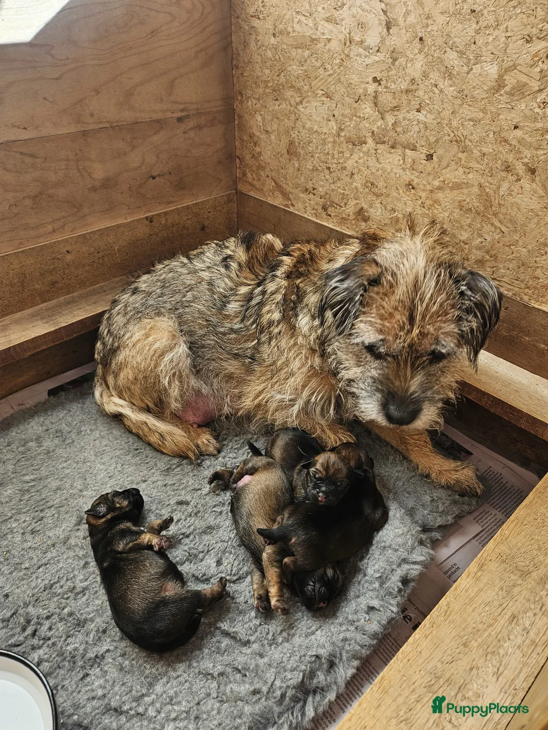 Border Terriër honden te koop: Border terriër pups - Advertentie 1