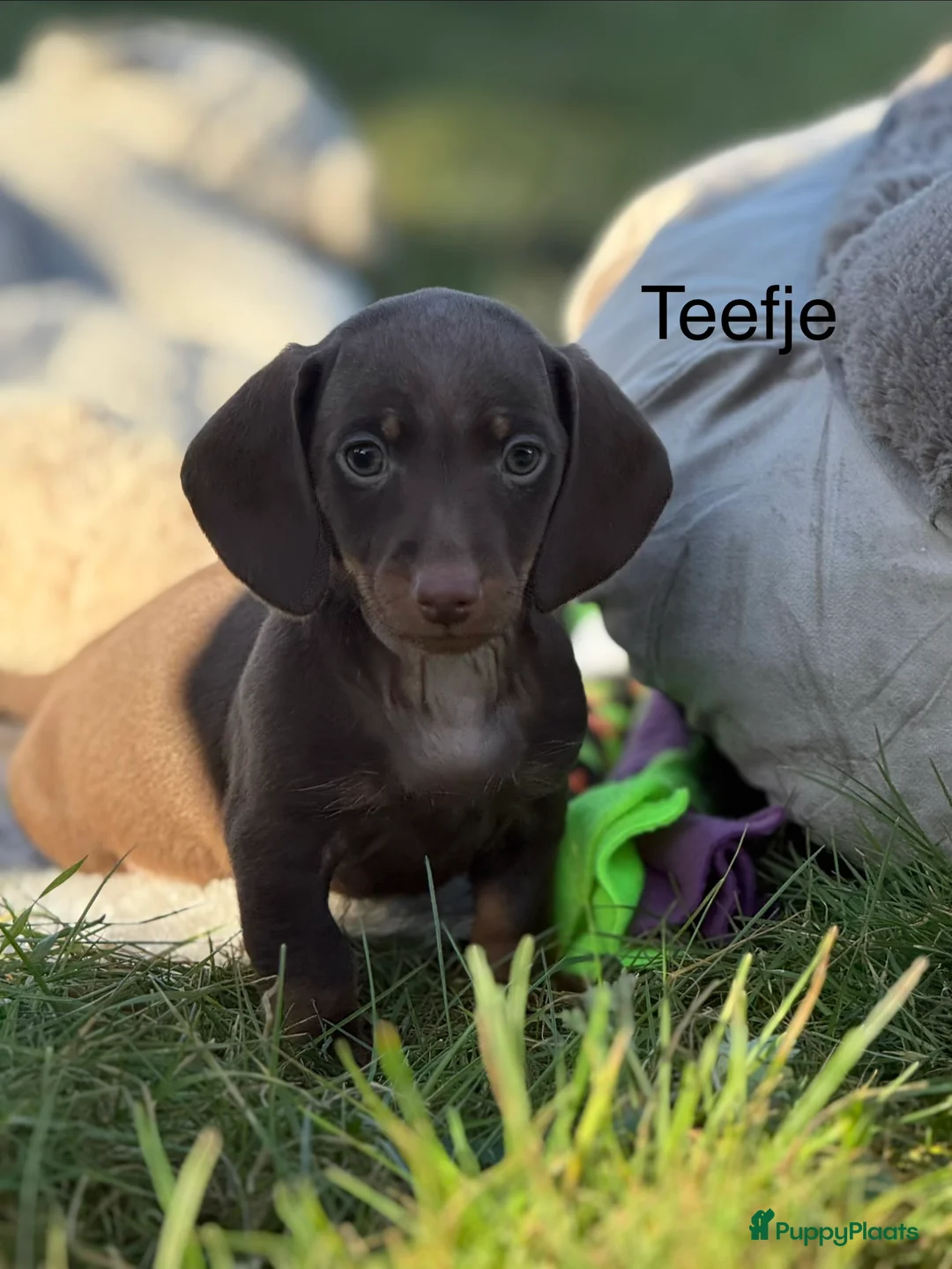 Teckel (korthaar)  honden te koop: Dwergteckel  puppies  - Advertentie 19