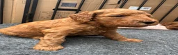 Australian Labradoodle honden te koop: Prachtig nest labradoodles (medium) - Advertentie 36