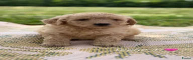 Labradoodle 5