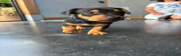 Jack Russel Terriër honden te koop: Jack Russel pups - Advertentie 4