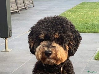 Labradoodle honden Super lieve en mooi getekende labradoodle dekreu in Chaam - Advertentie 9