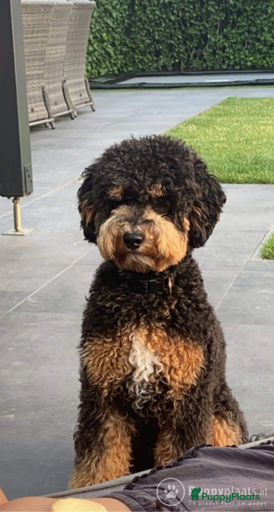 Labradoodle honden ter dekking: Super lieve en mooi getekende labradoodle dekreu in Chaam - Advertentie 1