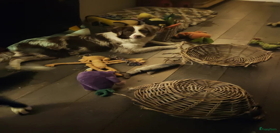 Galerij afbeelding {{count}}