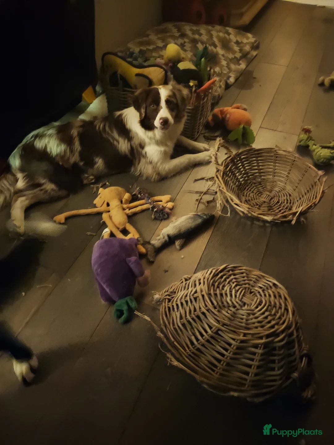 Galerij afbeelding {{count}}