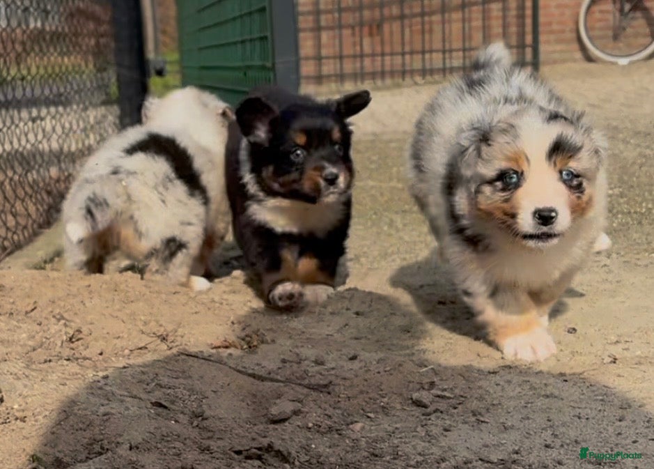 Australian Shepherd honden Ras zuivere Australian shepherd pups  - Advertentie 1