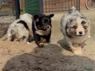 Australian Shepherd honden Ras zuivere Australian shepherd pups - Advertentie 1