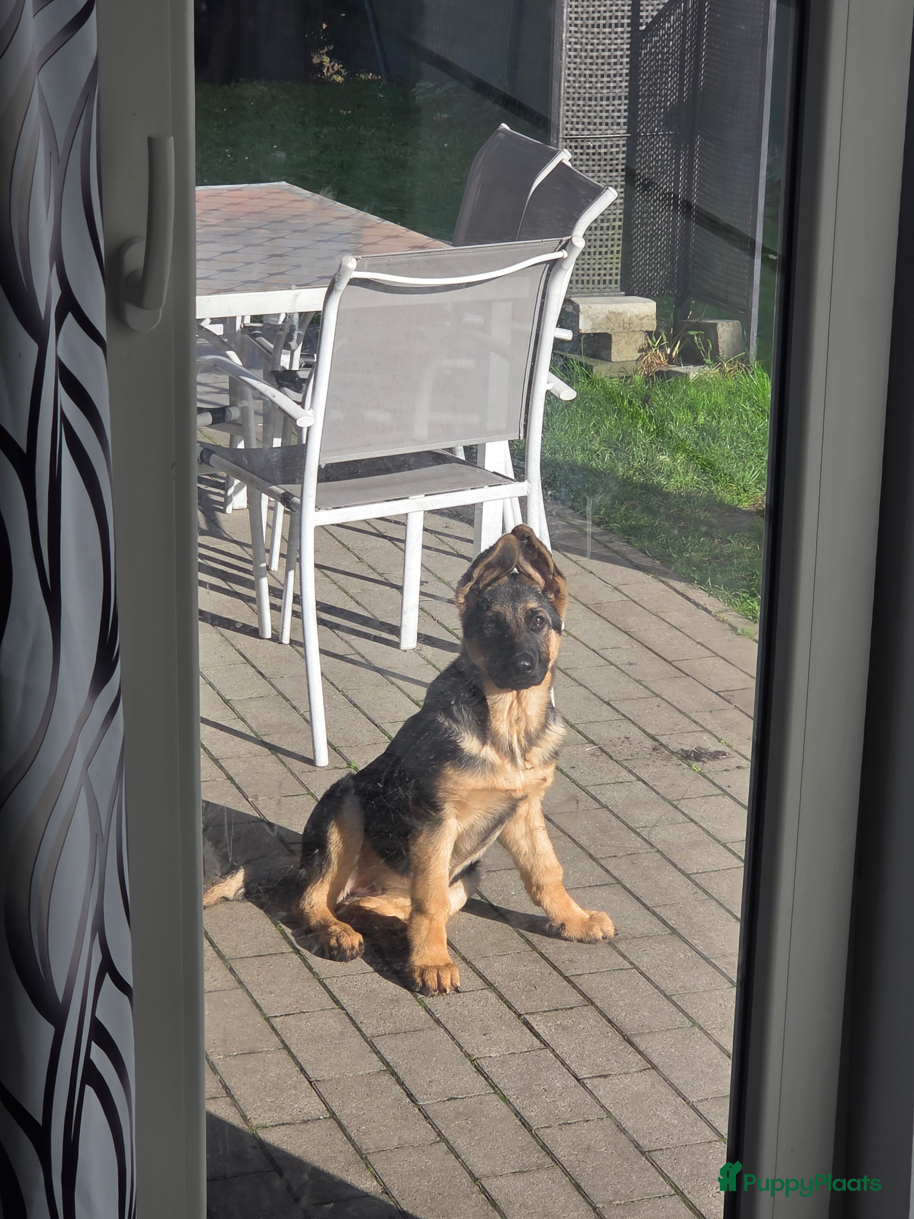 Duitse Herder honden Duitse herder  - Advertentie 1