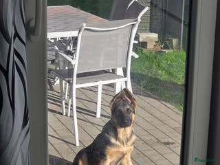 Duitse Herder honden te koop: Duitse herder - Advertentie 1