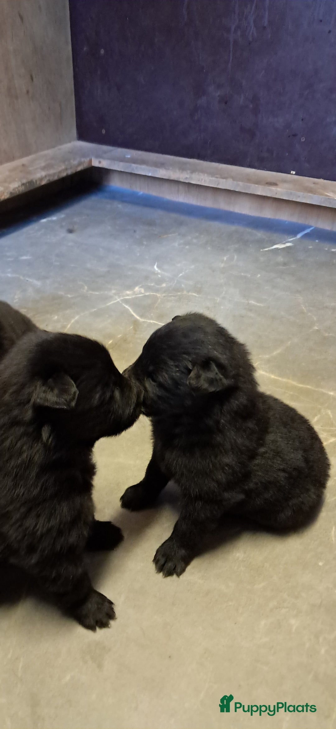 Groenendaeler honden te koop: Groenendaeler pups te koop - Advertentie 4