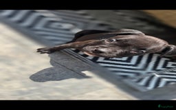 Amerikaanse Bully honden te koop: Pocket bully black - Afbeelding 5