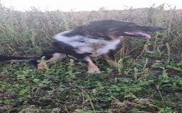 Kruising honden te koop: Prachtige pups Herdermix X Altdeutsche Hütehund  - Afbeelding 16