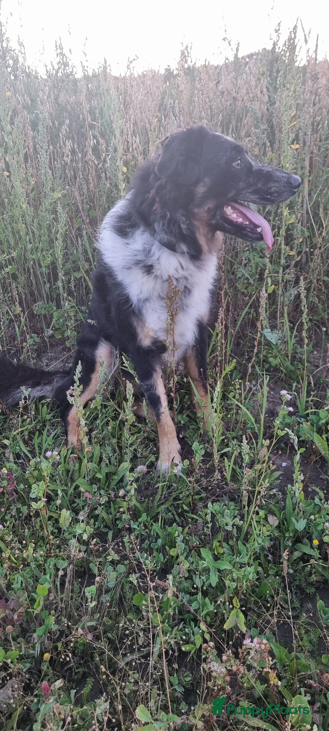 Kruising honden te koop: Prachtige pups Herdermix X Altdeutsche Hütehund  - Afbeelding 16