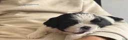 Shih Tzu honden te koop: Puppies te koop - Advertentie 6