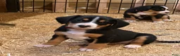 Entlebucher Sennenhond honden te koop: ■ PUP Entlebucher Sennenhond in Rijssen - Advertentie 29