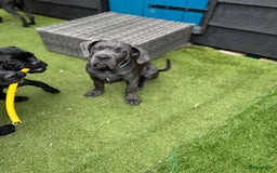 Cane Corso honden te koop: Cane Corso puppy's van 2 maanden oud te koop in Stad aan 't Haringvliet - Afbeelding 7