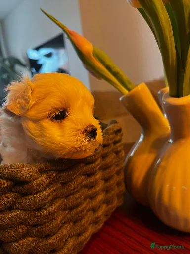 Galerij afbeelding {{count}}