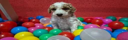 Cockapoo honden te koop: Cockapoo pupjes uit geteste ouders - Advertentie 15