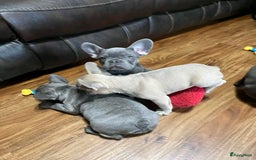 Franse Bulldog honden ter adoptie: Franse bulldog-puppy's ter adoptie - Afbeelding 8