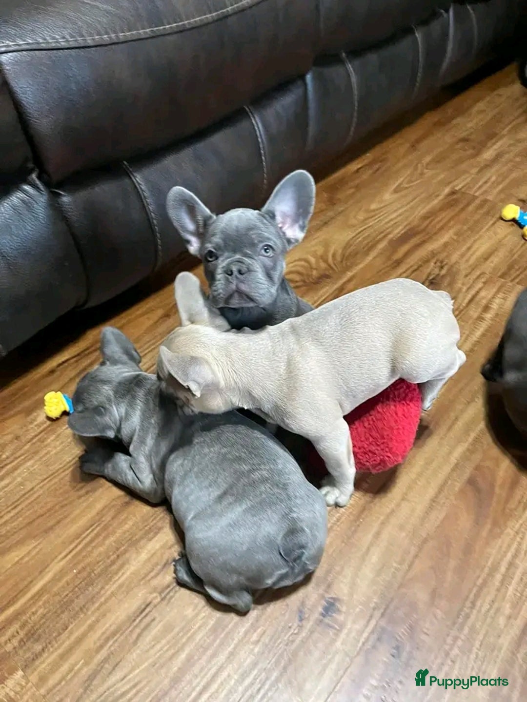Franse Bulldog honden ter adoptie: Franse bulldog-puppy's ter adoptie - Afbeelding 8
