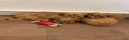Boomer honden te koop: Boomer pups  - Advertentie 3