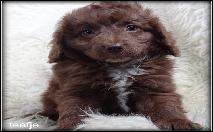 Kruising honden - Advertentie 2