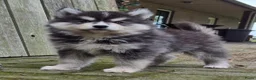 Kruising honden te koop: Pomsky pups (1/4 Shiba inu) - Advertentie 7
