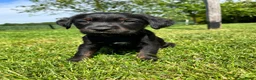 Kruising honden te koop: Kruising Labrador met Golden retriever - Advertentie 5