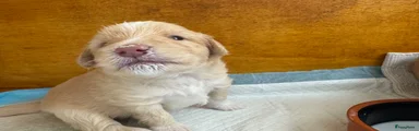 Kruising Puppy 1