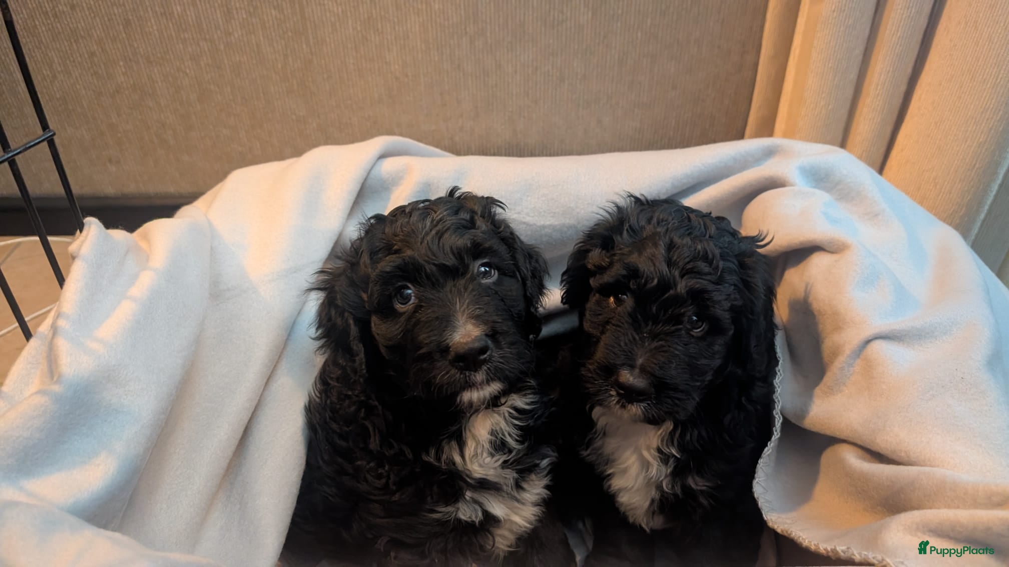 Bernedoodle honden te koop: Bernedoodle pups (Koningspoedel x Berner Sennen) in Nunspeet - Advertentie 5