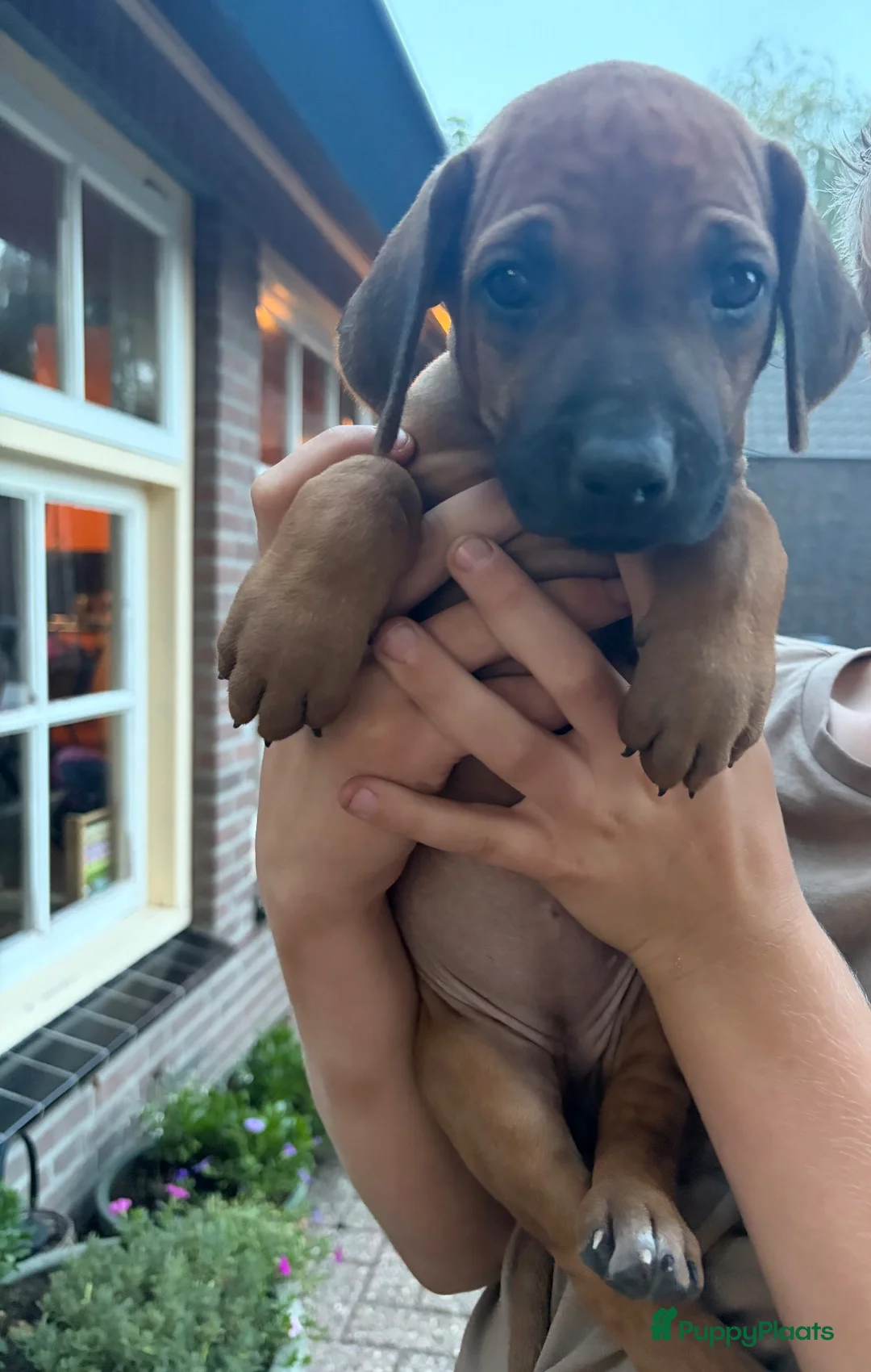 Rhodesian Ridgeback honden te koop: Rhodesian Ridgeback pups (nog 4 teefjes) - Advertentie 2