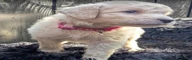 Labradoodle kleur vacht licht amber - kleur halsbandje: rose