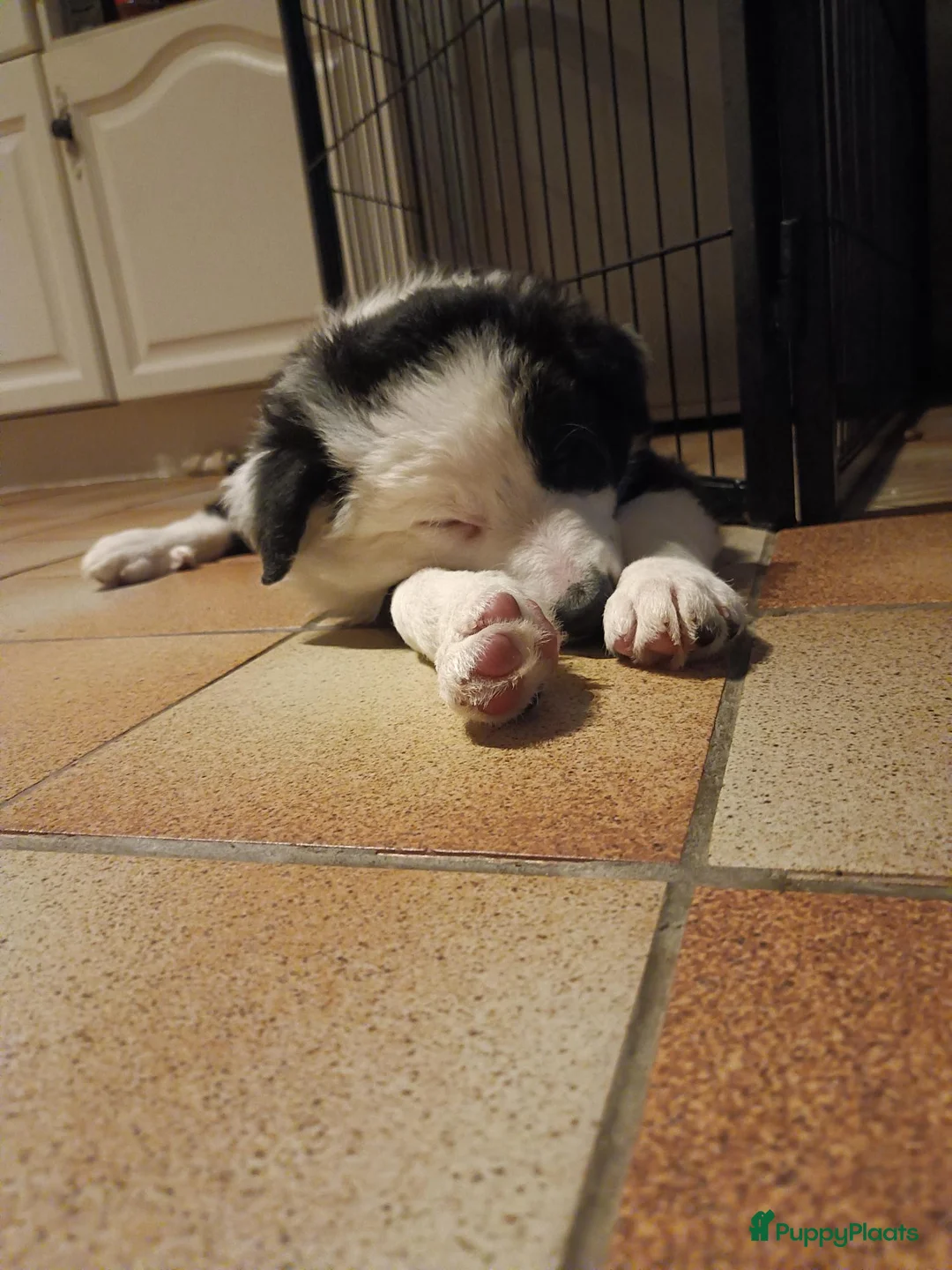 Border Collie honden te koop: Nog 1 reutje beschikbaar uit nest van 5 - Advertentie 9