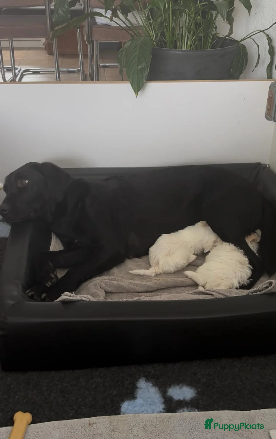 Kruising honden te koop: Maltipoo x Shih Tzu puppies - Advertentie 10