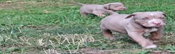 Amerikaanse Bully honden te koop: American Bully XL - Advertentie 4