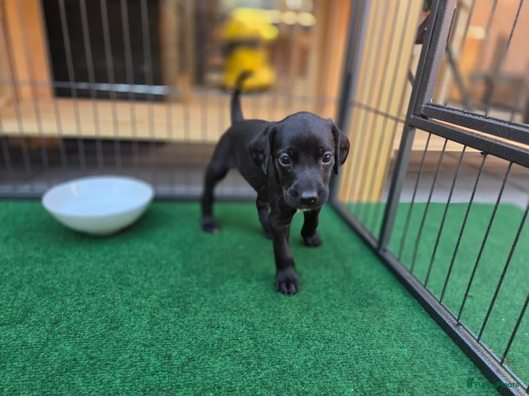 Kruising honden te koop: Prachtige Labradoodle x Dalmatiër puppy's! - Advertentie 1