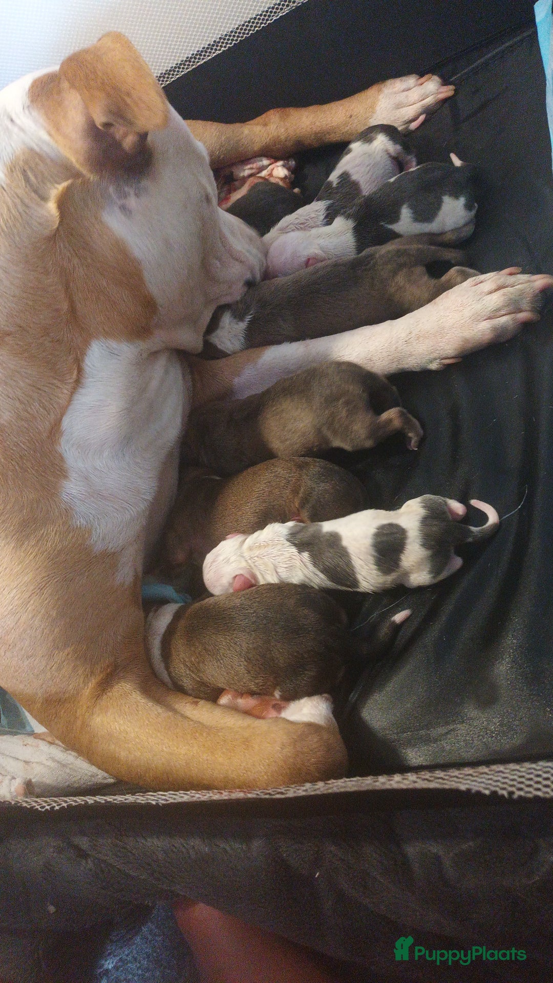 American Staffordshire Terriër honden te koop: american staffordshire terrier for sale in Veen - Afbeelding 3