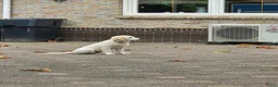 Golden Retriever honden te koop: Golden Retriever met stamboom - Advertentie 4