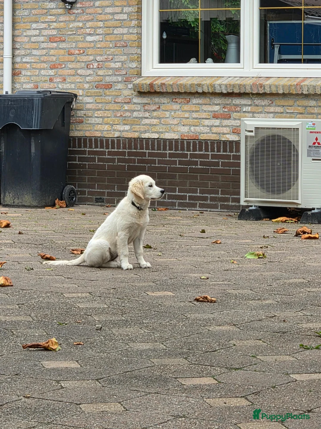 Golden Retriever honden te koop: Golden Retriever met stamboom - Advertentie 4