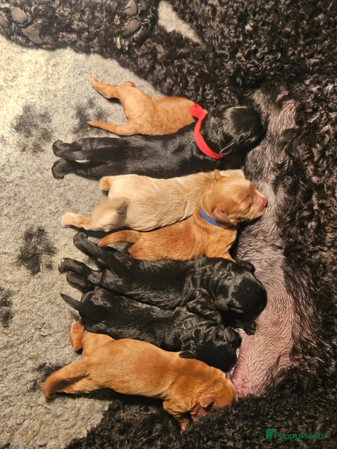 Australian Labradoodle honden te koop: Prachtige medium labradoodle pups - Advertentie 2