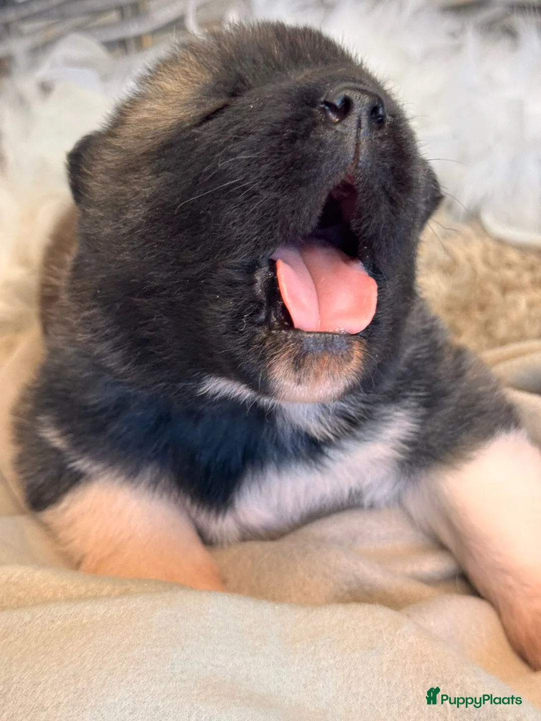 American Akita honden te koop: 🐾 Amerikaanse Akita pups– geboren 5 januari 2026 - Advertentie 2