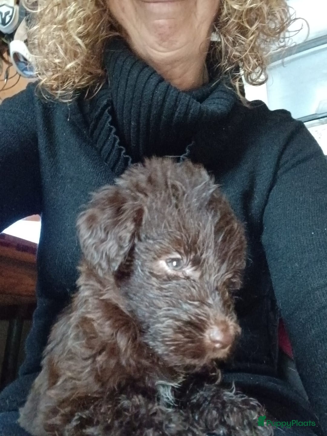 Kruising honden te koop: Ben jij het baasje van een van deze mooie puppy's? - Advertentie 12