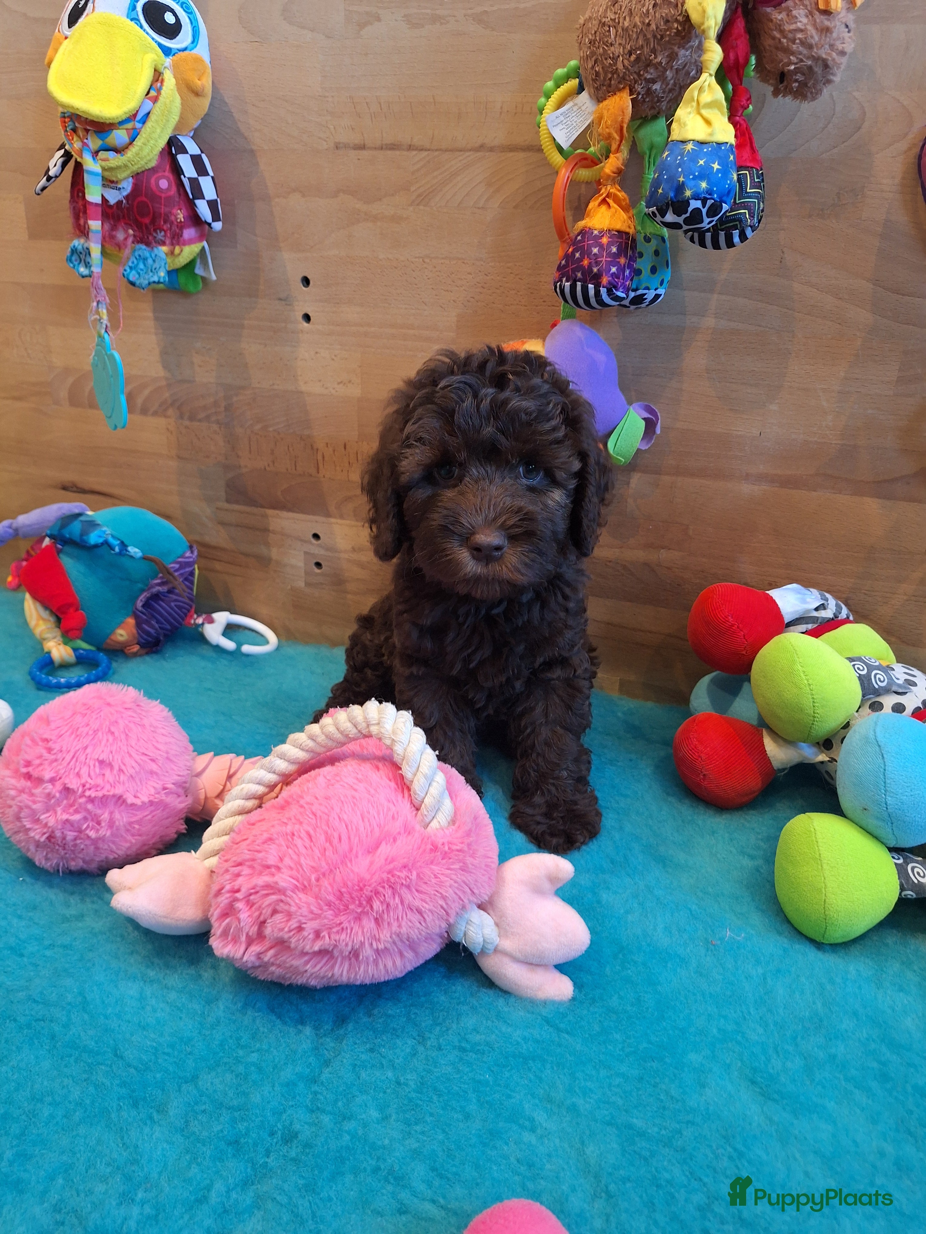 Kruising honden Australian labradoodle pups - Advertentie 1