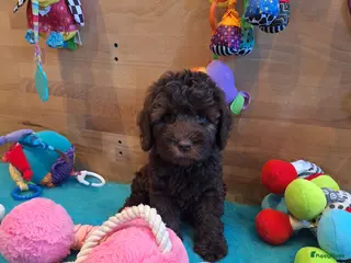 Kruising honden Australian labradoodle pups - Advertentie 1