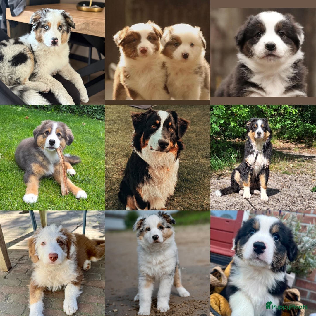 Australian Shepherd honden ter dekking: Raszuivere Australian Shepherd Black Tri Dekreu  in Ootmarsum - Afbeelding 2